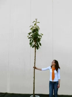 Prunus Serrulata 'Kanzan', Japanische Nelkenkirsche - Hochstamm 9 Prunus Serrulata 'Kanzan', Japanische Nelkenkirsche - Hochstamm -Gartenpflanzen Verkauf prunus kanzan hochstamm 1280x1280