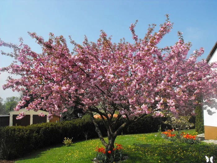 Prunus Serrulata 'Kanzan', Japanische Nelkenkirsche - Hochstamm 2 Prunus Serrulata 'Kanzan', Japanische Nelkenkirsche - Hochstamm – Bild 2