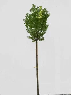 Prunus Padus 'Nana', Kugel-Traubenkirsche - Hochstamm 5 Prunus Padus 'Nana', Kugel-Traubenkirsche - Hochstamm -Gartenpflanzen Verkauf prunus padus nana hochstamm 1280x1280