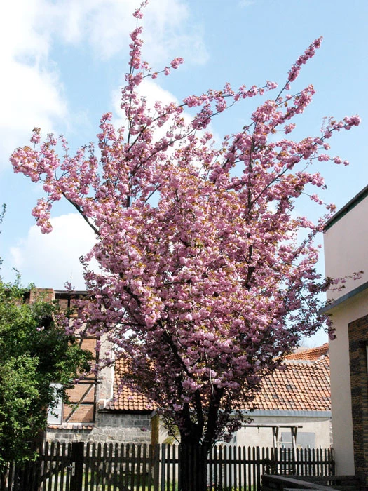 Prunus Serrulata 'Kanzan', Japanische Nelkenkirsche - Hochstamm 1 Prunus Serrulata 'Kanzan', Japanische Nelkenkirsche - Hochstamm