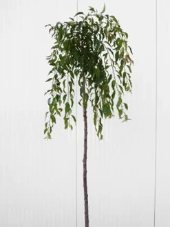 Prunus Serrulata 'Kiku-Shidare-Sakura', Japanische Hänge-Nelkenkirsche - Hochstamm -Gartenpflanzen Verkauf prunus shidare zakura 1280x1280