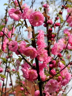 Prunus Triloba, Mandelbäumchen, Japanische Zierkirsche -Gartenpflanzen Verkauf prunus triloba2 43409 2 1280x1280