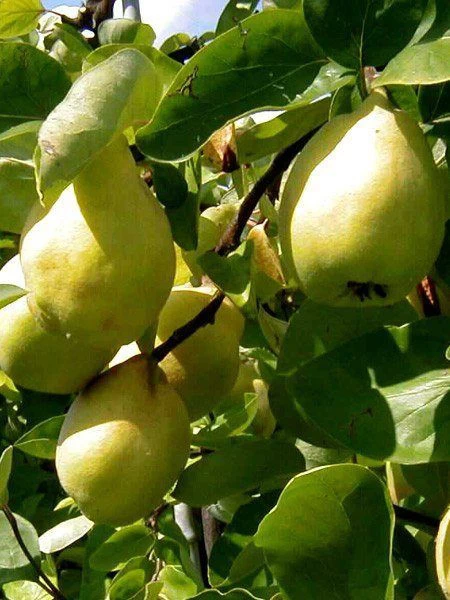 Quitte Vranja, Birnenquitte 2 Quitte Vranja, Birnenquitte – Bild 2