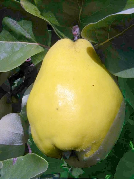 Quitte Vranja, Birnenquitte 1 Quitte Vranja, Birnenquitte