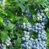 Trauben-Heidelbeere 'Reka® Blue'