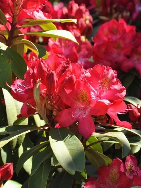 Rhododendron 'Junifeuer' 1 Rhododendron 'Junifeuer'