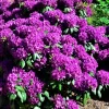 Rhododendron 'Azurro'