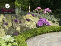 Rhododendron 'Bloombux®' 5 Rhododendron 'Bloombux®' -Gartenpflanzen Verkauf rhododendron bloombux 1280x1280