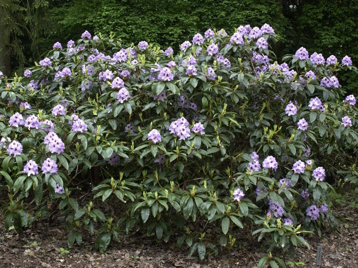 Rhododendron 'Blue Peter' 2 Rhododendron 'Blue Peter' – Bild 2