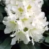 Rhododendron 'Cunningham's White' INKARHO®