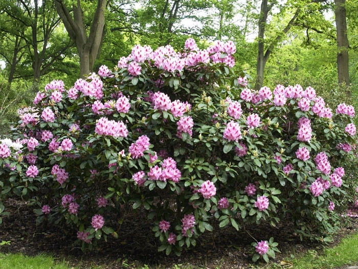 Rhododendron 'Furnivall's Daughter' 2 Rhododendron 'Furnivall's Daughter' – Bild 2