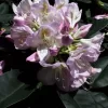Rhododendron 'Gomer Waterer' INKARHO®