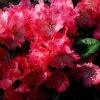 Rhododendron Yakushimanum 'Morgenrot'