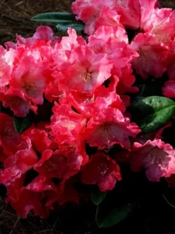 Rhododendron Yakushimanum 'Morgenrot'