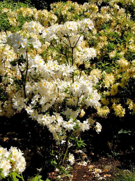 Rhododendron Luteum 'Persil', Sommergrüne Japanische Gartenazalee 2 Rhododendron Luteum 'Persil', Sommergrüne Japanische Gartenazalee – Bild 2