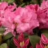 Rhododendron 'Walküre'