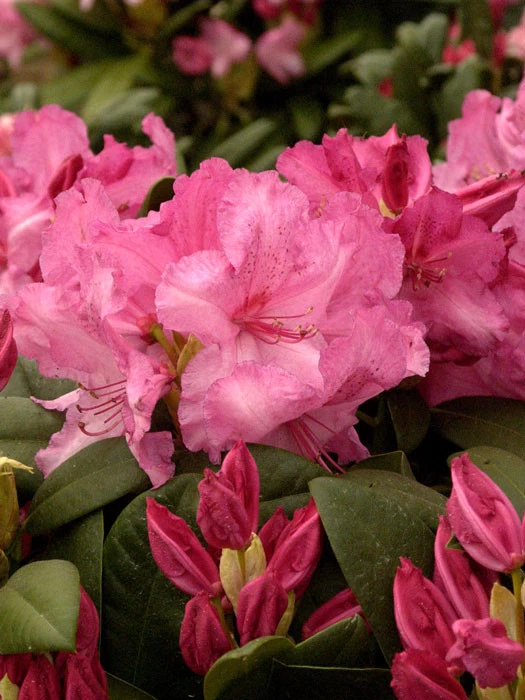 Rhododendron 'Walküre' 1 Rhododendron 'Walküre'