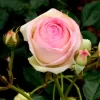 Rosen-Stämmchen Eden Rose 85 ® - Meilland