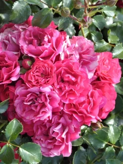 Rosen-Stämmchen Gärtnerfreude®/Toscana® - Kordes