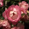 Rose Harlekin ® - Kordes