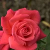 Rose Super Star ® - Tantau