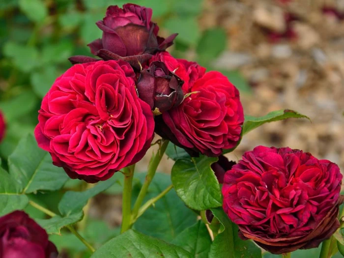 Rose Astrid Gräfin Von Hardenberg ® - Tantau 2 Rose Astrid Gräfin Von Hardenberg ® - Tantau – Bild 2