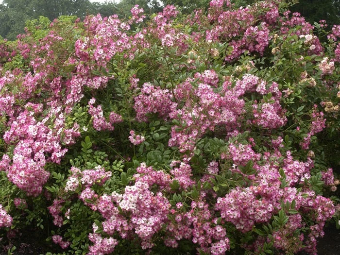 Rose Mozart ® - Lambert 2 Rose Mozart ® - Lambert – Bild 2