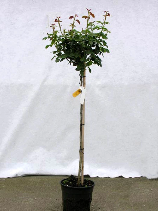 Rosen-Stämmchen Schneewittchen ® - Kordes 2 Rosen-Stämmchen Schneewittchen ® - Kordes – Bild 2