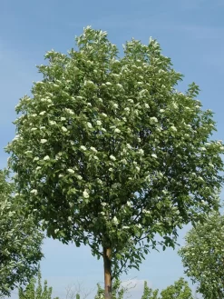 Sorbus Thuringiaca 'Fastigiata', Thüringische Säulen-Eberesche - Hochstamm