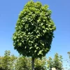 Carpinus Betulus 'Monumentalis', Kleine Säulen-Hainbuche - Hochstamm