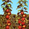 Säulenapfel 'Red River' ®