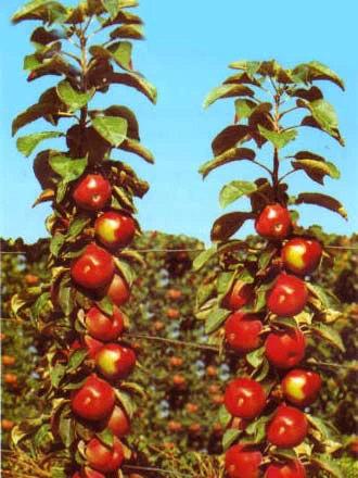 Säulenapfel 'Red River' ® 1 Säulenapfel 'Red River' ®