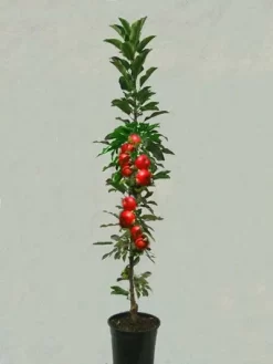 Säulenapfel 'Rondo' ®, Malus Domestica 'Rondo' 5 Säulenapfel 'Rondo' ®, Malus Domestica 'Rondo' -Gartenpflanzen Verkauf saeulenapfel rondo 1280x1280