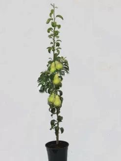 Säulenbirne 'Condo', Pyrus Communis 'Condo'