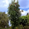 Sorbus Aucuparia 'Fastigiata', Säulen-Eberesche