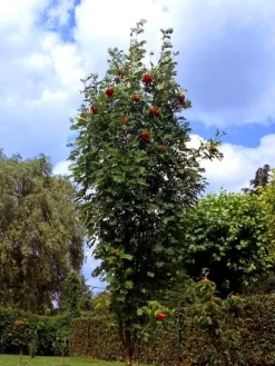 Sorbus Aucuparia 'Fastigiata', Säulen-Eberesche
