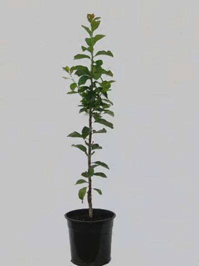 Säulenzwetsche 'Toscana' 2 Säulenzwetsche 'Toscana' – Bild 2