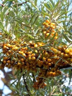 Hippophae Rhamnoides 'Friesdorfer Orange', Sanddorn