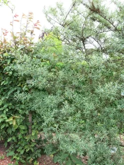 Hippophae Rhamnoides 'Pollmix'