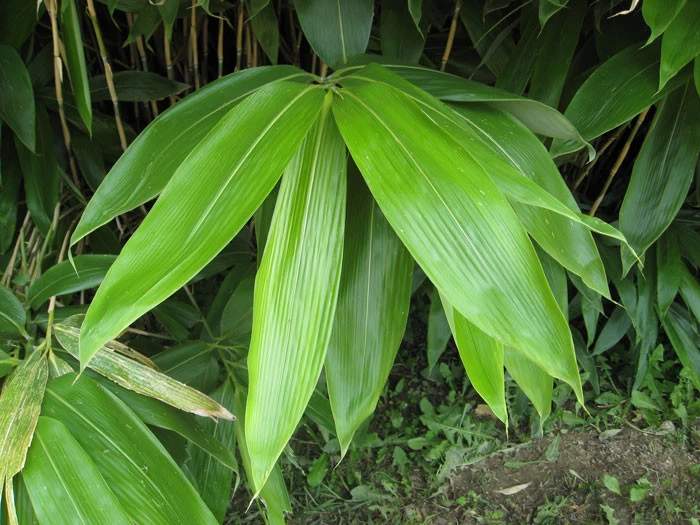 Sasa Palmata 'Nebulosa', Niedriger Großblattbambus 3 Sasa Palmata 'Nebulosa', Niedriger Großblattbambus – Bild 3