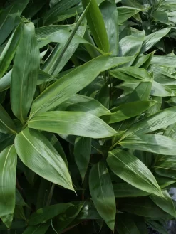 Sasa Palmata 'Nebulosa', Niedriger Großblattbambus