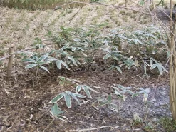 Sasa Veitchii, Breitblättriger Zwergbambus -Gartenpflanzen Verkauf sasa veitchii winter 1280x1280