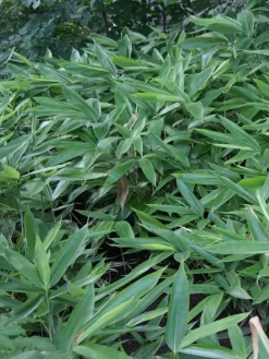 Sasa Veitchii, Breitblättriger Zwergbambus