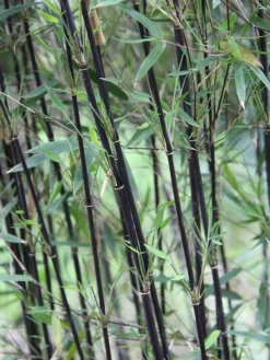 Fargesia Jiuzhaigou 'Deep Purple', Jade Bambus, Rothalmiger Schirm-Bambus -Gartenpflanzen Verkauf schattenhalme fargesia deep 1280x1280