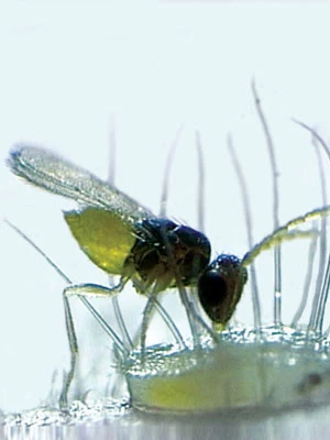 Schlupfwespe (Art.Nr. KB3056) 1 Schlupfwespe (Art.Nr. KB3056)