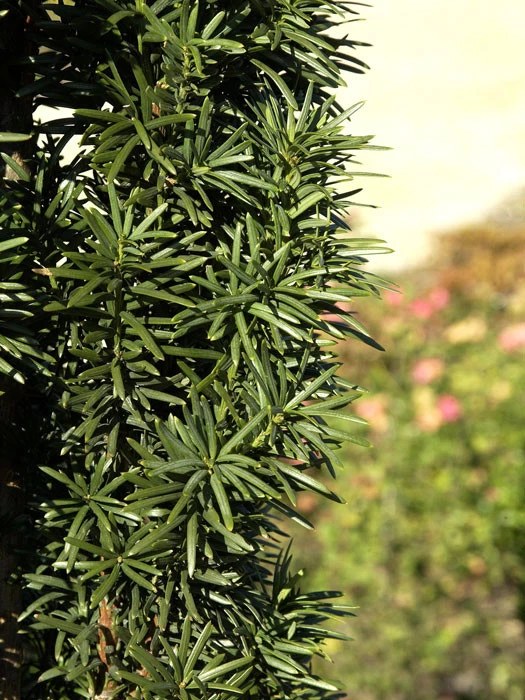Taxus Baccata 'Fastigiata Robusta' 2 Taxus Baccata 'Fastigiata Robusta' – Bild 2