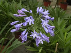 Agapanthus Africanus, Afrikanische Schmucklilie -Gartenpflanzen Verkauf schmucklilie bluete 1280x1280