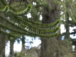 Araucaria Araucana, Chilenische Schmucktanne 5 Araucaria Araucana, Chilenische Schmucktanne -Gartenpflanzen Verkauf schmucktanne zweige 1280x1280