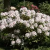 Rhododendron 'Schneeauge'