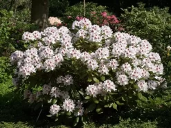 Rhododendron 'Schneeauge'